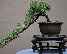 Bonsai Asem Jawa Batang Lurus